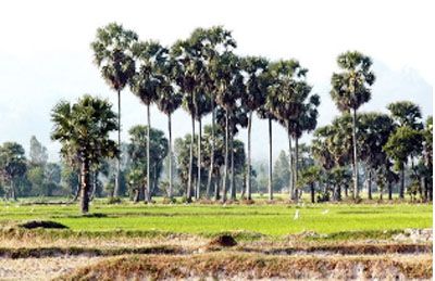 Cây thốt nốt