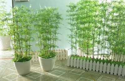 Cây trúc quân tử