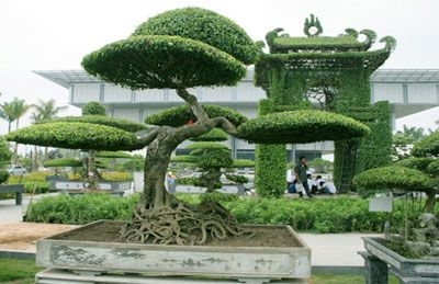 Cây sanh tầng
