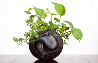 Cây phong thủy trong nhà
