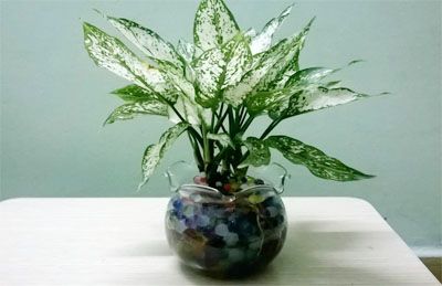 Cây ngọc ngân