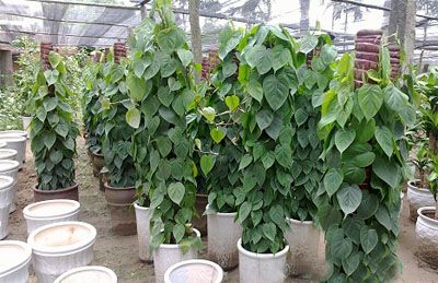 Trầu bà leo cột
