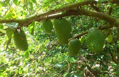 Cây mãng cầu