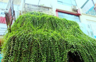 Cúc tần ấn độ