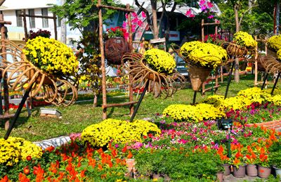 Cung cấp hoa trang trí tết giá sỉ và lẻ