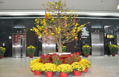 Cho thuê mai vàng trang trí tết tại Bình Dương