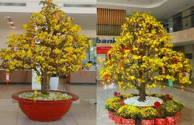 CUNG CẤP MAI VÀNG CHƯNG TẾT ĐẲNG CẤP TẠI HÀ NỘI 
