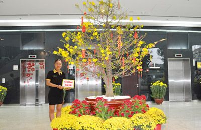 GIÁ CHO THUÊ MAI VÀNG MẬU TUẤT 2018