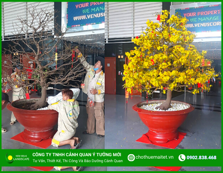 DỊCH VỤ CHO THUÊ MAI TẾT 2023 – MAI CHẤT LƯỢNG GIÁ PHẢI CHĂNG