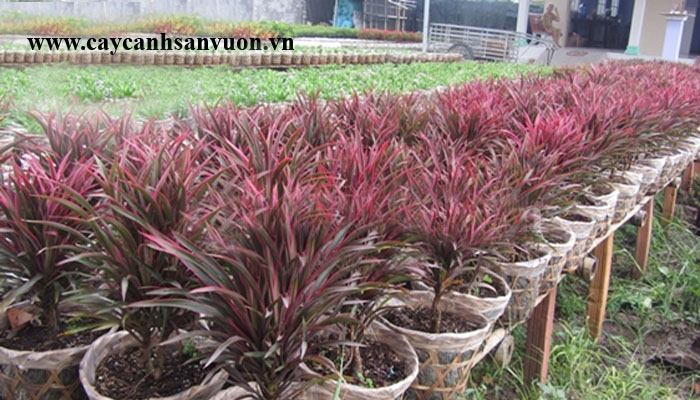 cây hồng phát tài