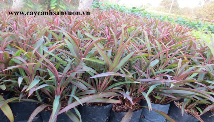 cây ánh dương