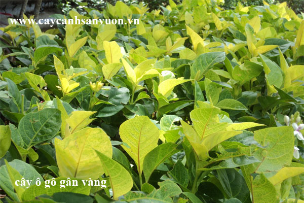cây ô gô gân vàng
