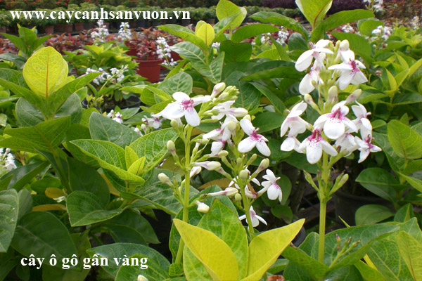 cây ô gô gân vàng