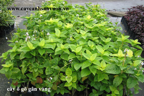 cây ô gô gân vàng