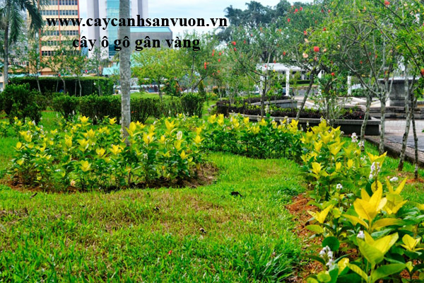 cây ô gô gân vàng