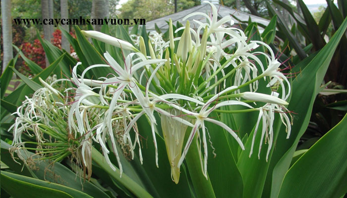 cây đại tướng quân