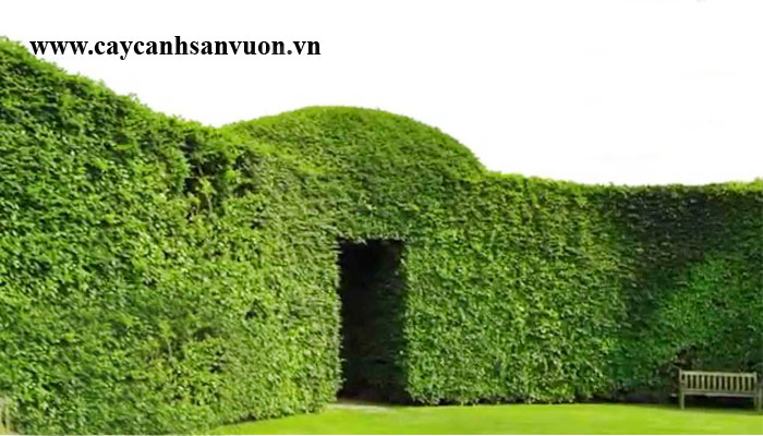cây ắc ó