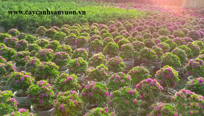 cây bông giấy