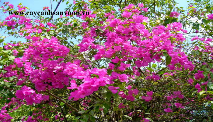 hoa giấy