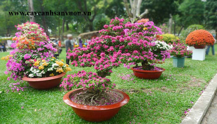 hoa giấy