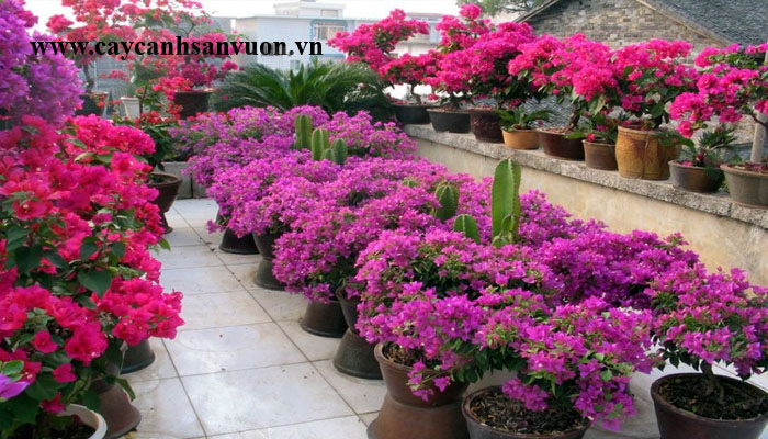 cây hoa giấy