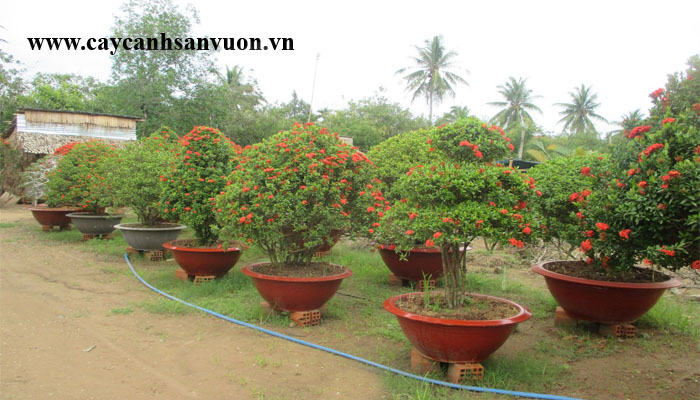 cây bông trang