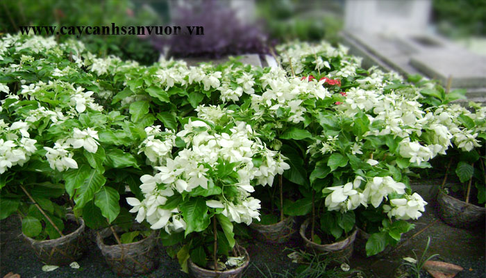 cây bướm bạc