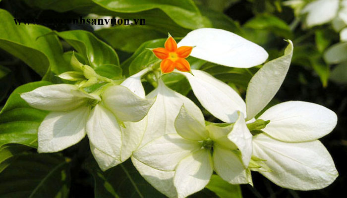 bướm bạc