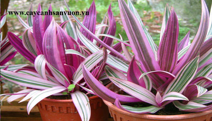 cây bảy sắc cầu vồng