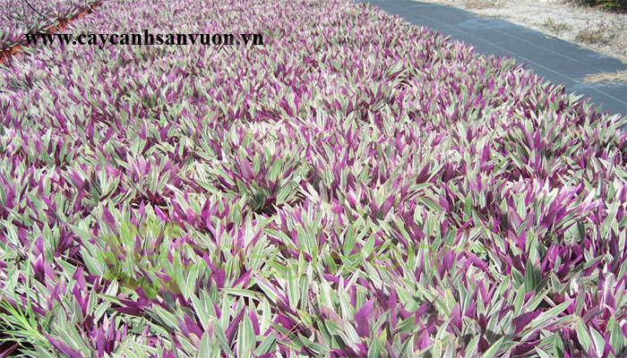 cây bảy sắc cầu vồng