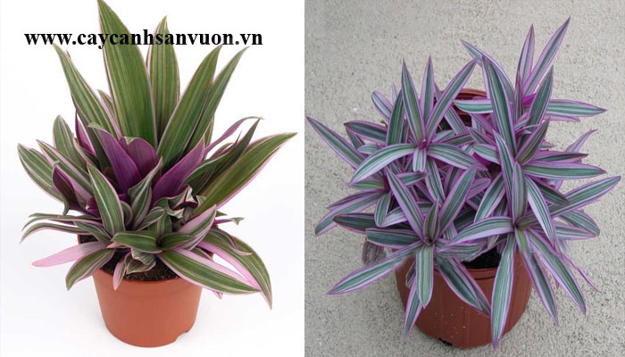 cây bảy sắc cầu vồng