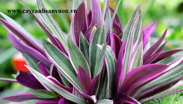 cây bảy sắc cầu vồng