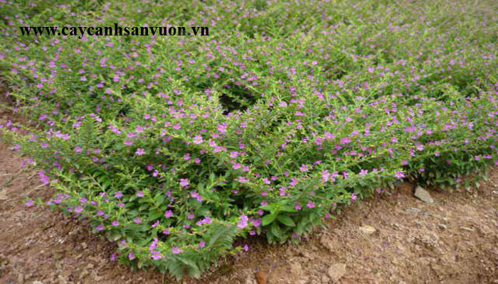 cẩm tú mai