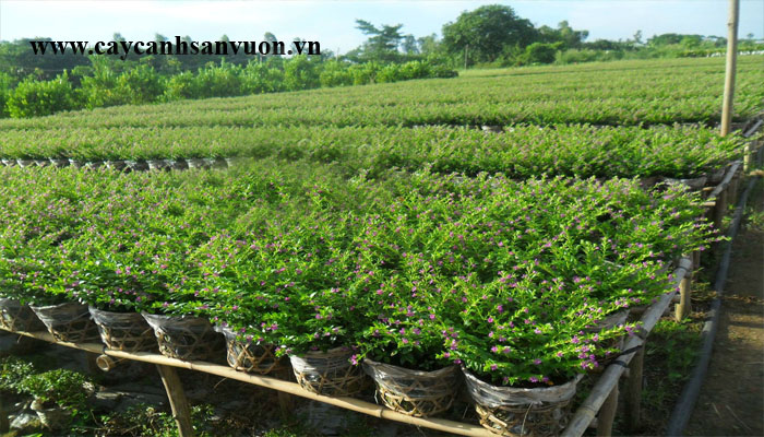 cẩm tú mai