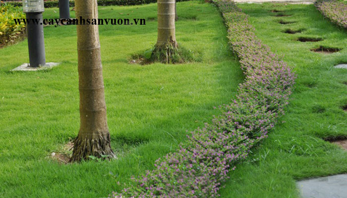 cây cẩm tú mai