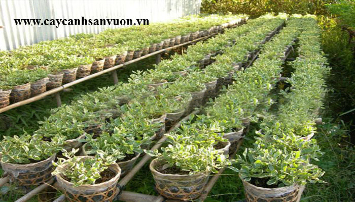 cây cẩm thạch
