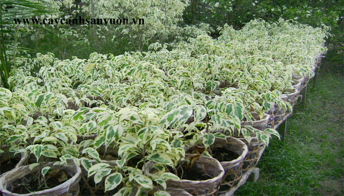 cây dệu bò vằn