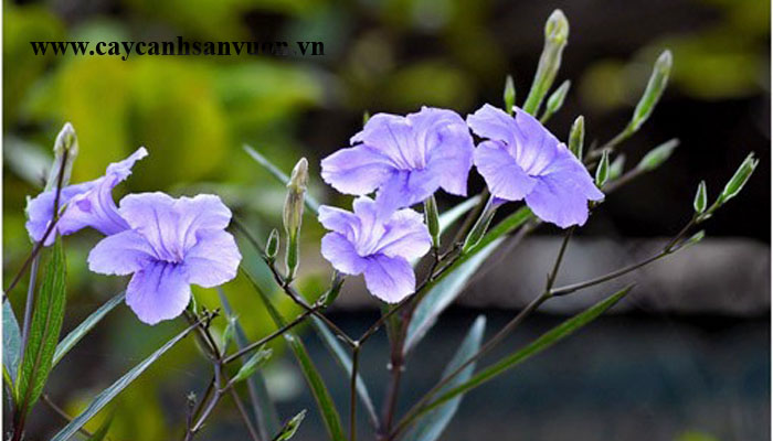cây chiều tím