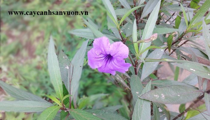 cây thạch thảo