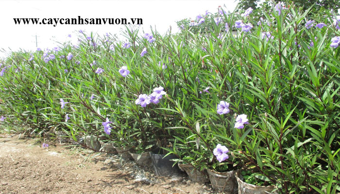 cây thạch thảo