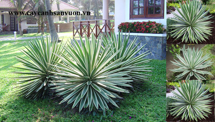 cây dứa sọc vàng