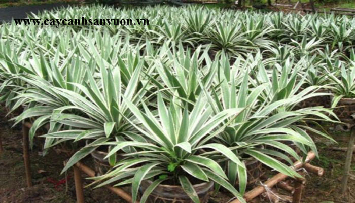 cây dứa sọc vàng