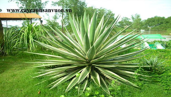 dứa sọc