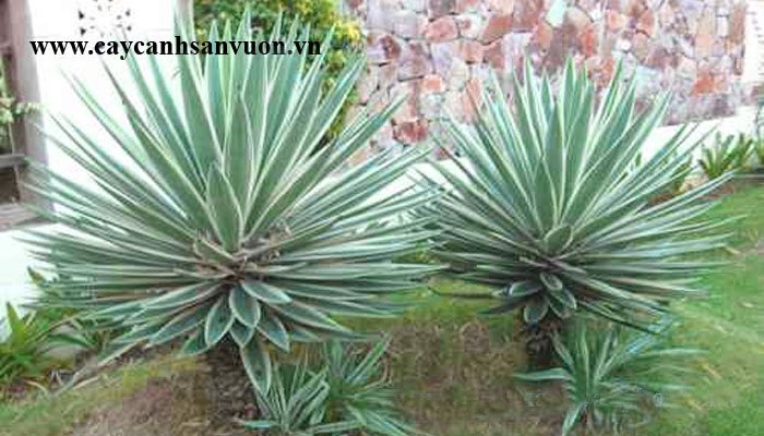 cây dứa sọc vàng