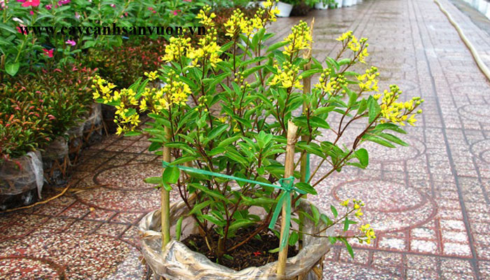cây kim đồng vàng