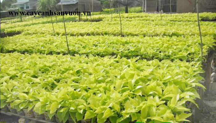cây lá trắng