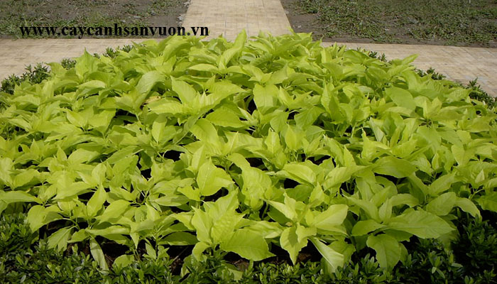 cây lá trắng