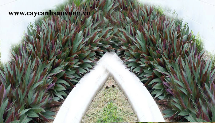 cây sò huyết
