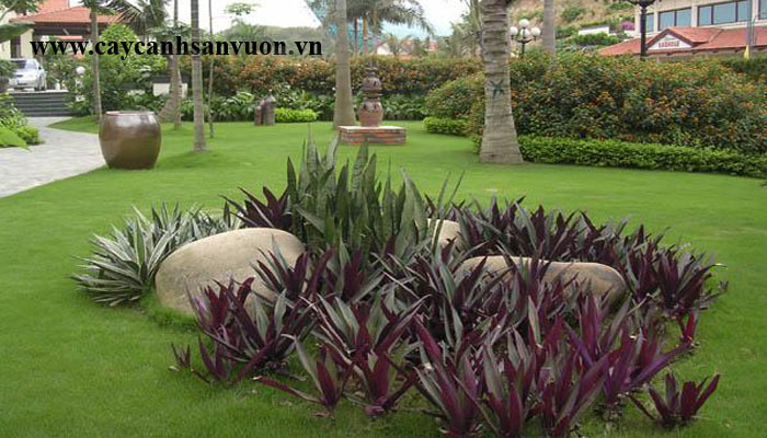 cây lẽ bạn