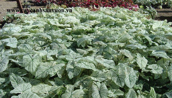 cây môn đốm